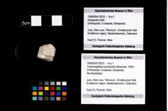 Foto (Objekt + Etikett) von Cracensigillatus acutirostris (Moericke, 1889)  (NHMW-GEO-1990-0041-2633)